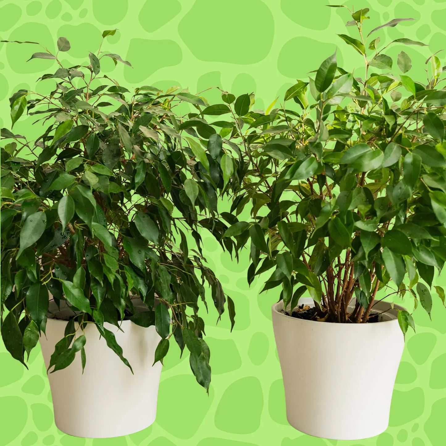 Ficus diverse