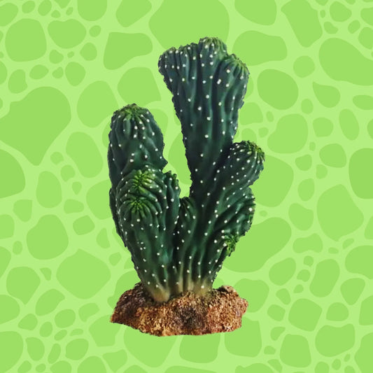 Hobby Kaktus Victoria