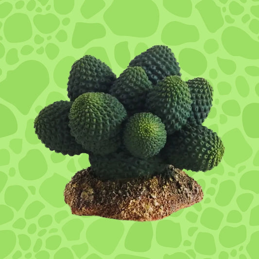 Hobby Kaktus Atacama