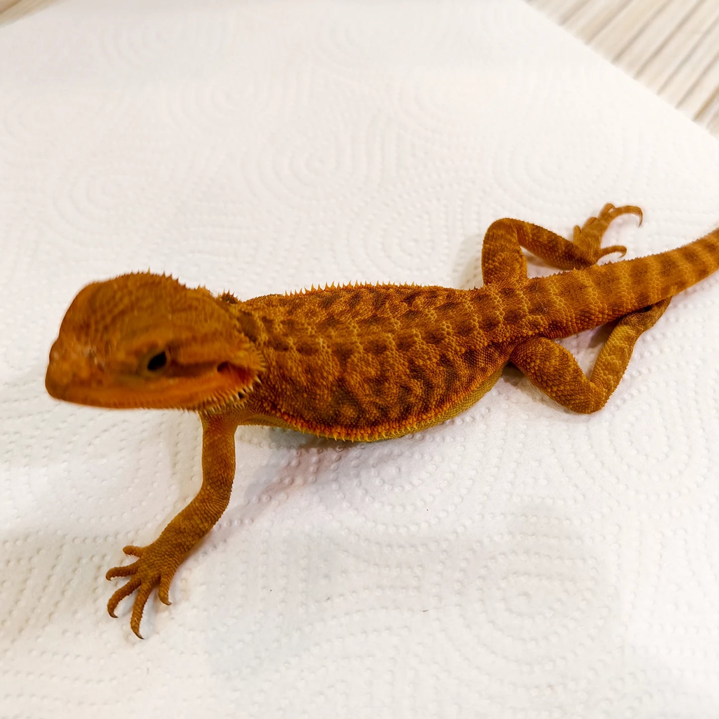 Bartagame Leatherback