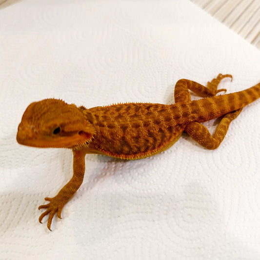 Bartagame Leatherback