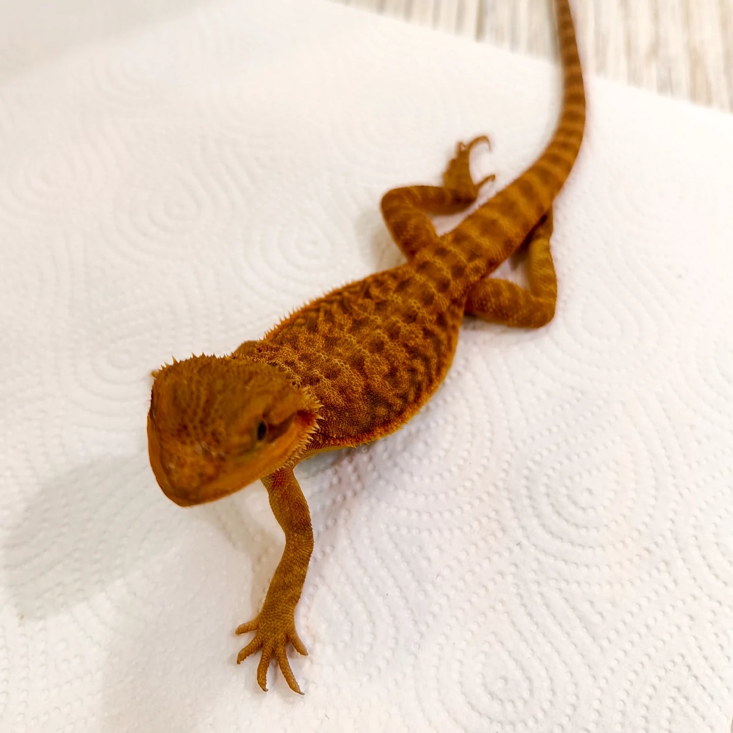 Bartagame Leatherback