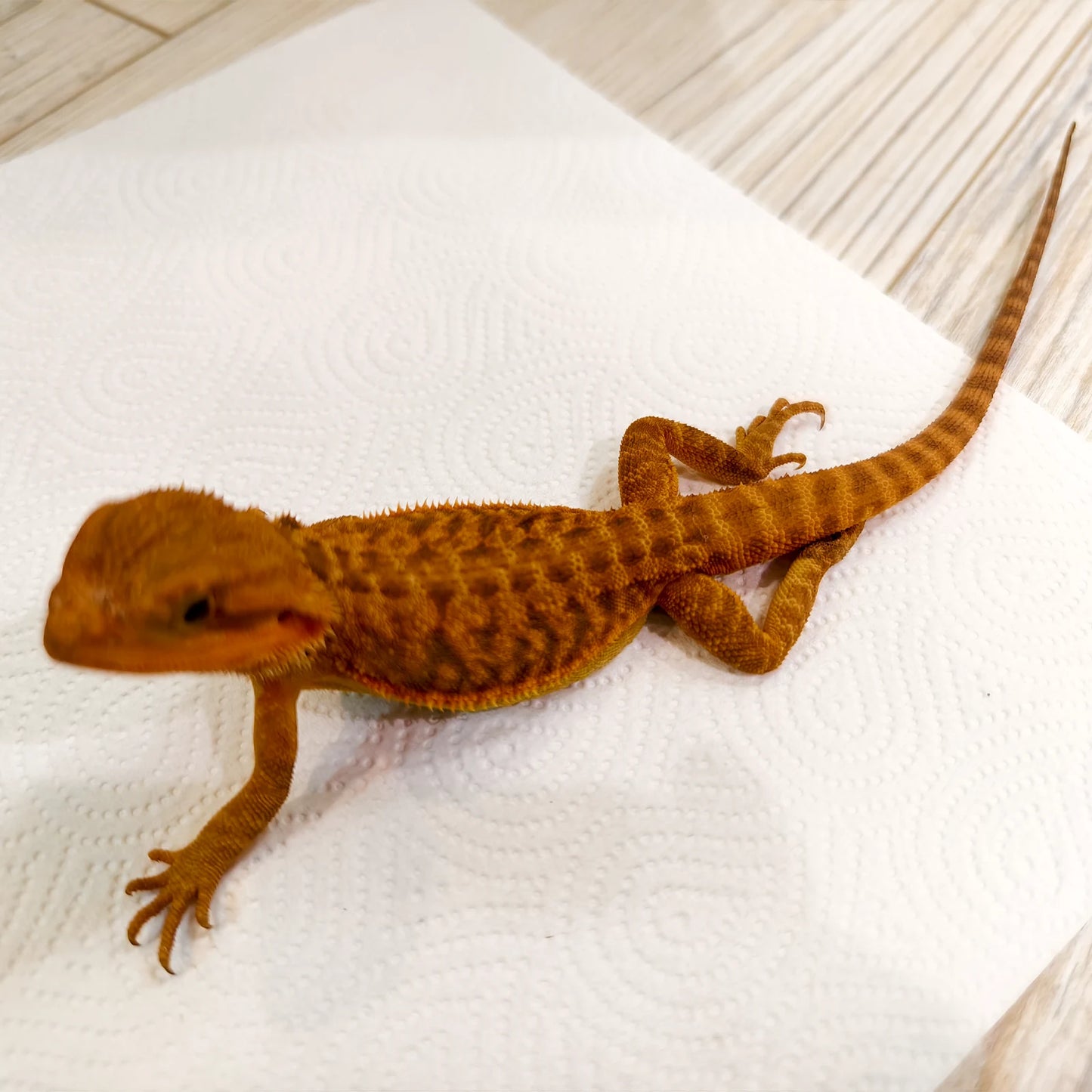 Bartagame Leatherback