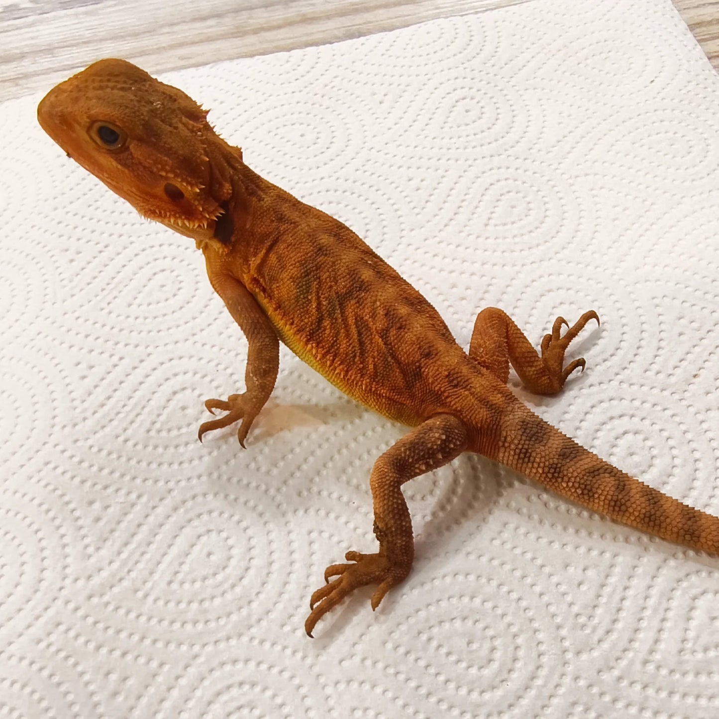 Bartagame Leatherback #2