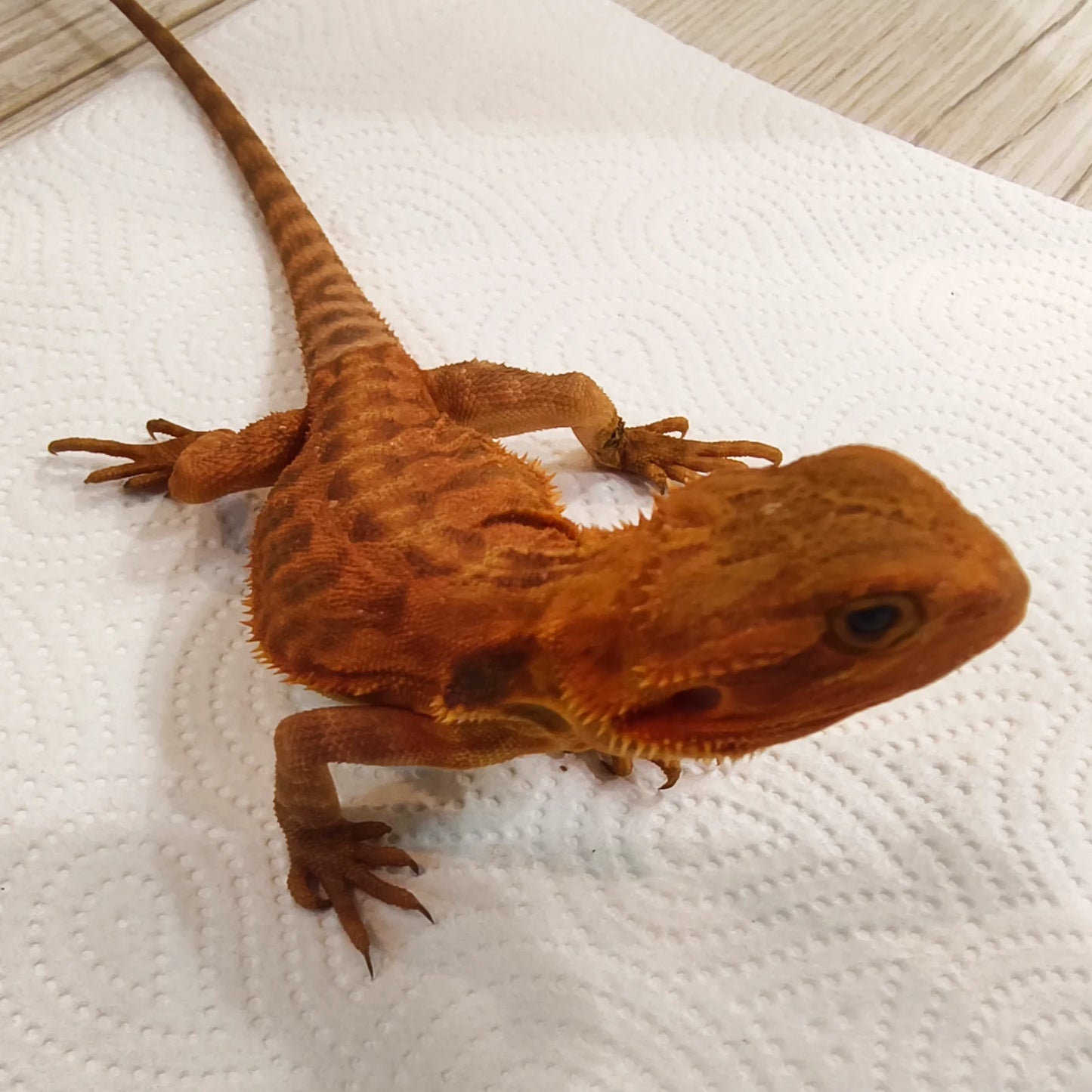 Bartagame Leatherback #2