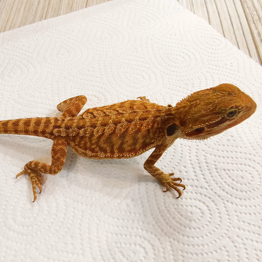 Bartagame Leatherback #3