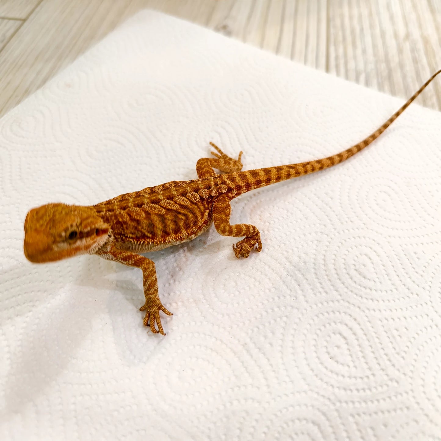 Bartagame Leatherback #3