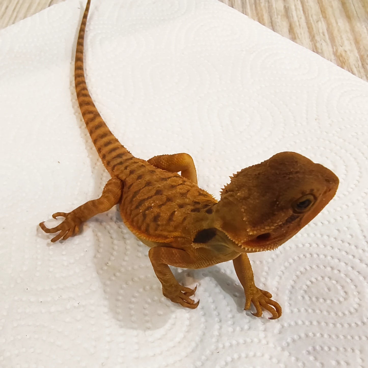 Bartagame Leatherback #4