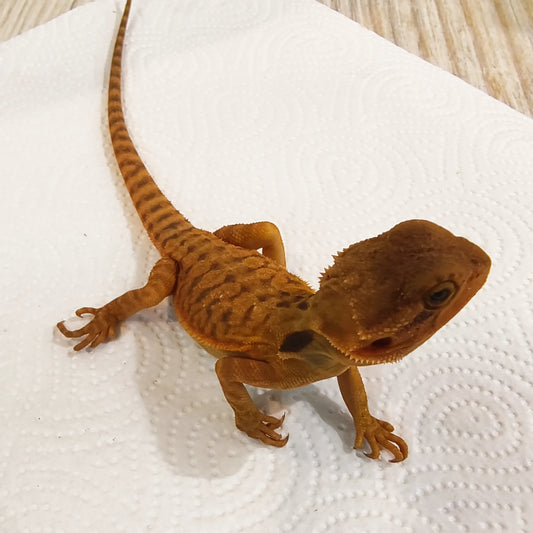 Bartagame Leatherback #4