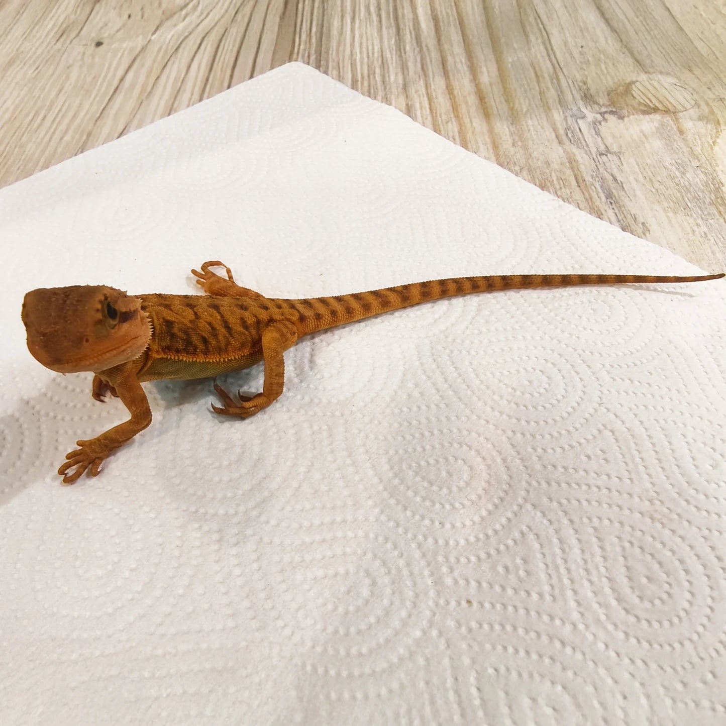 Bartagame Leatherback #4