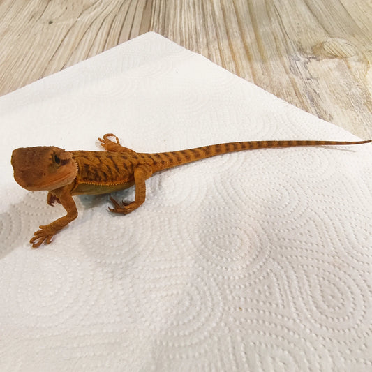 Bartagame Leatherback #4