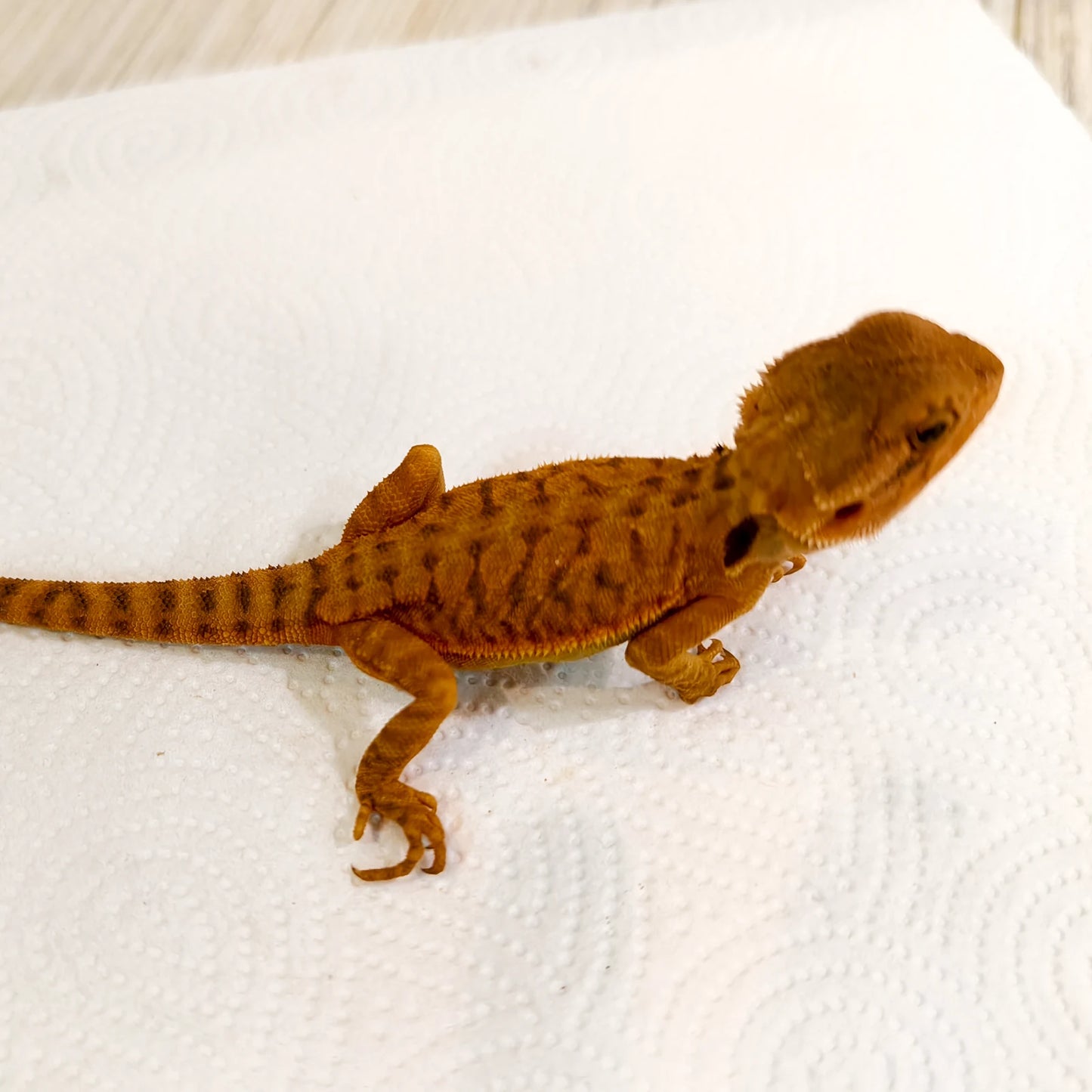 Bartagame Leatherback #4