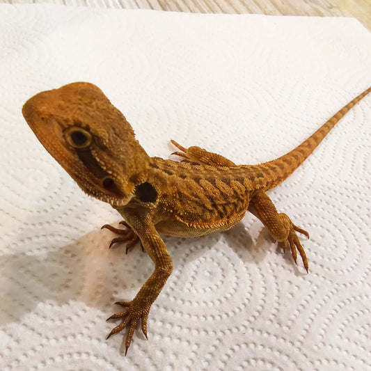 Bartagame Leatherback #5