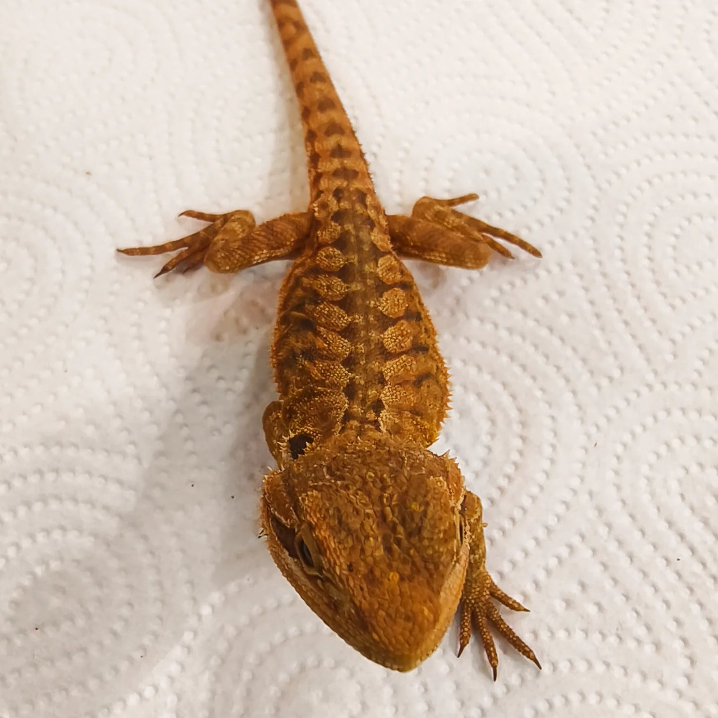 Bartagame Leatherback #5