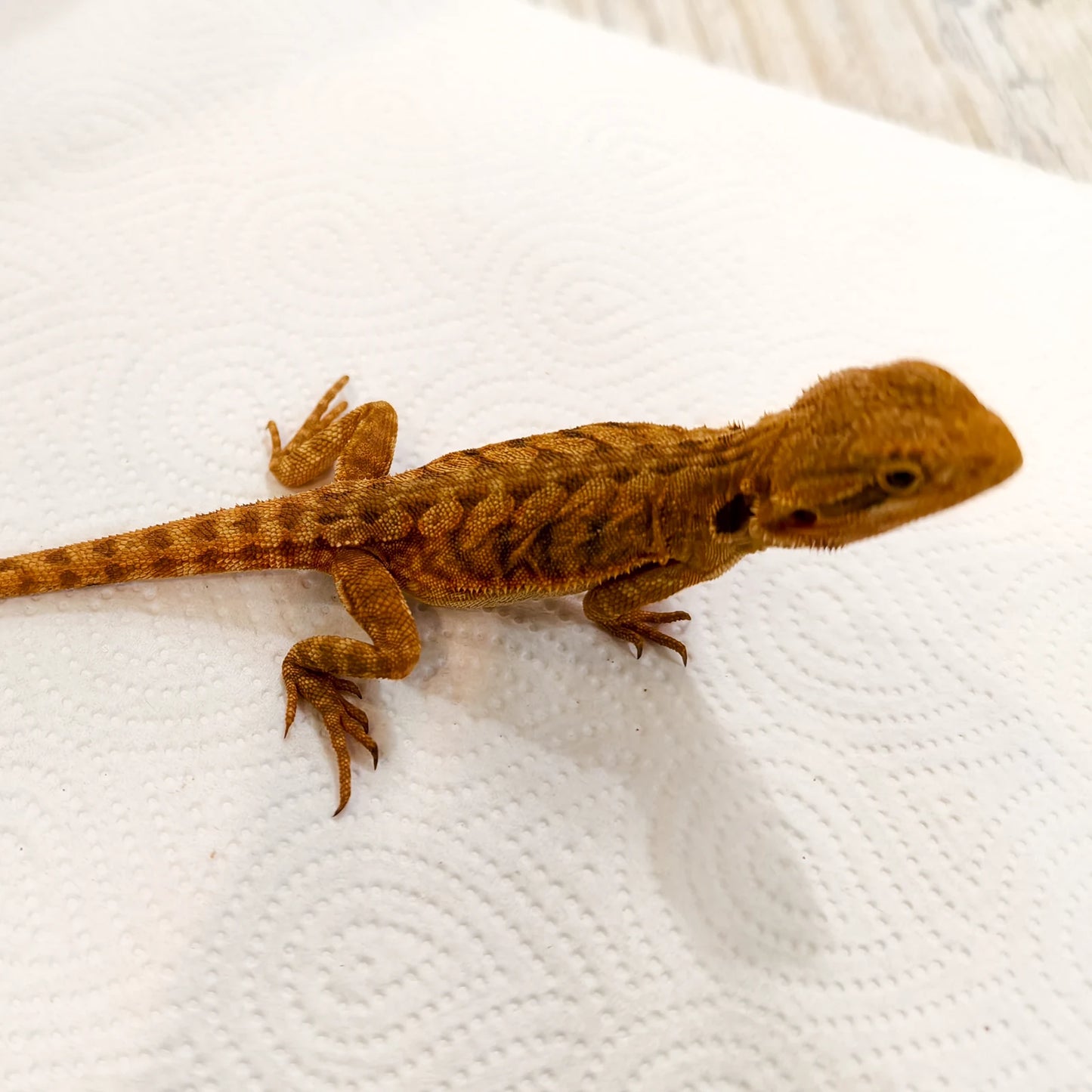 Bartagame Leatherback #5