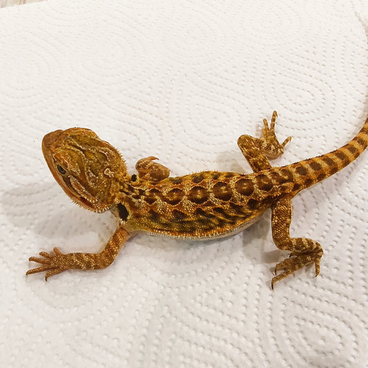 Bartagame Leatherback #6