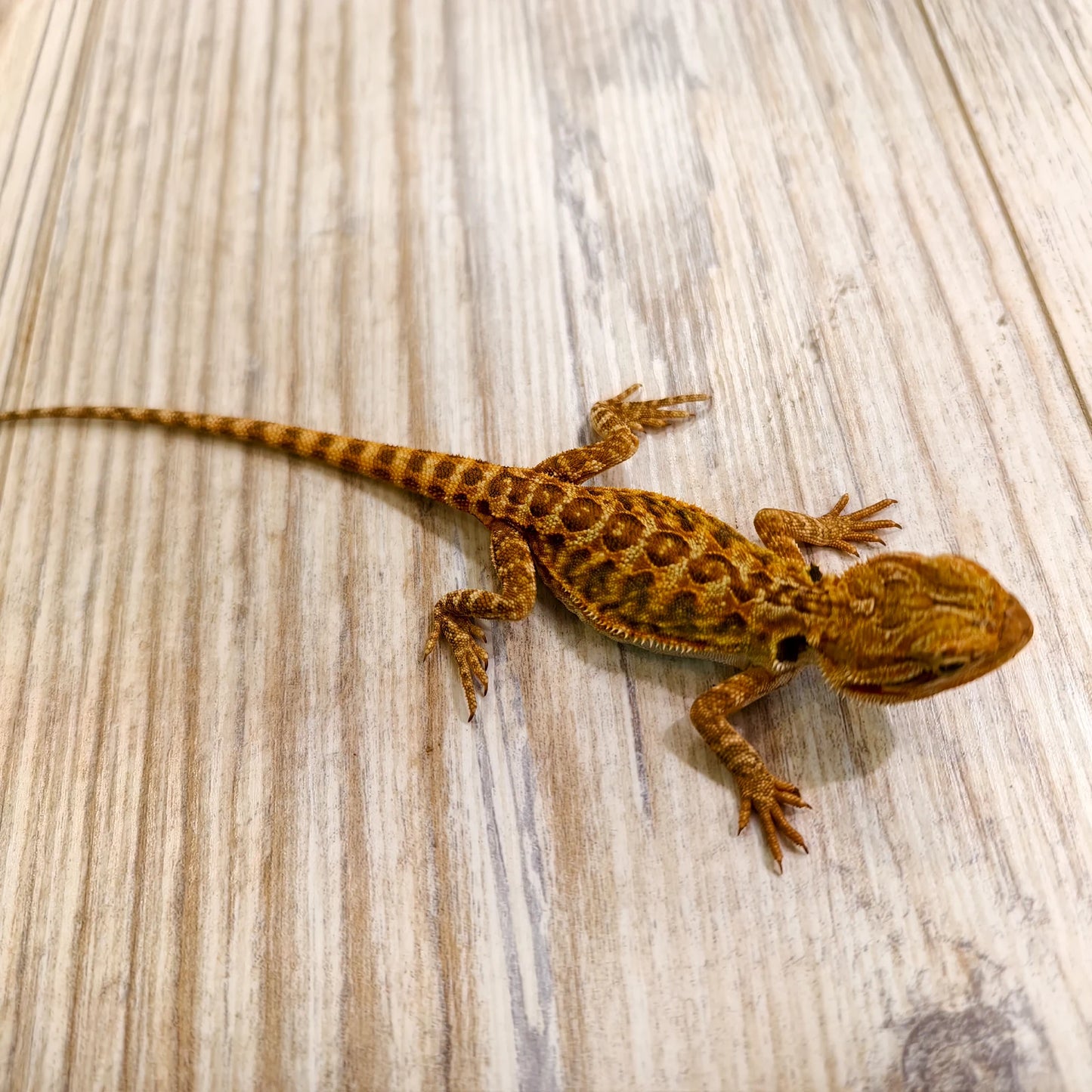 Bartagame Leatherback #6