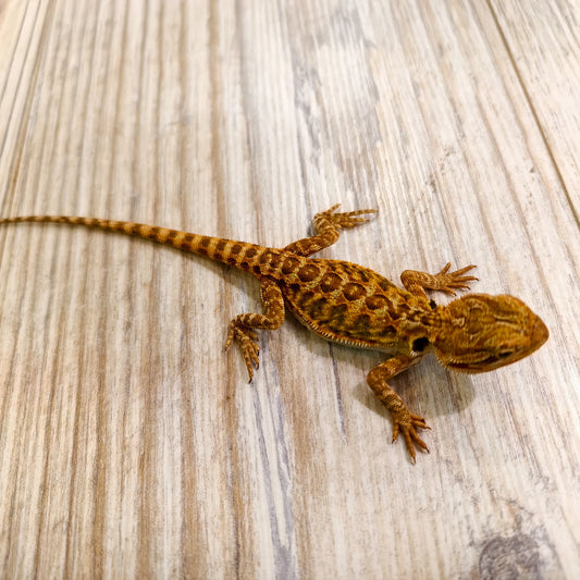 Bartagame Leatherback #6