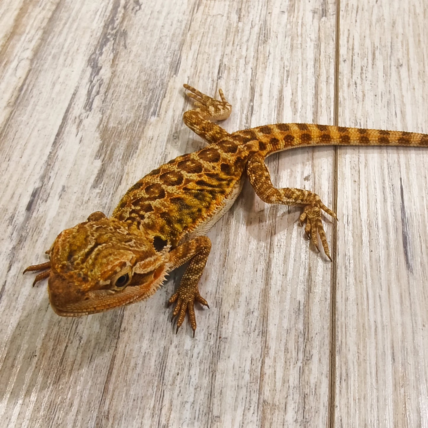 Bartagame Leatherback #6