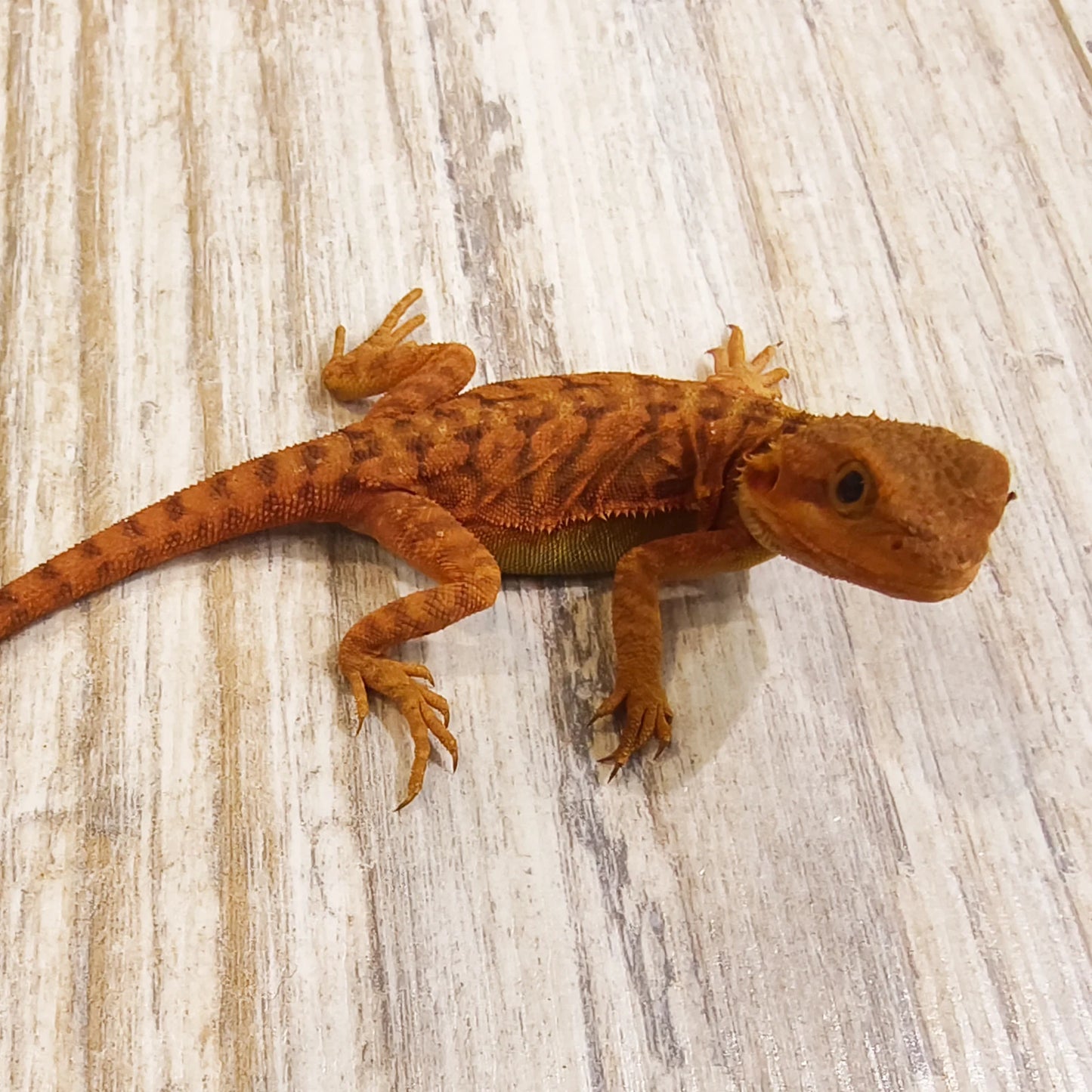 Bartagame Leatherback #7