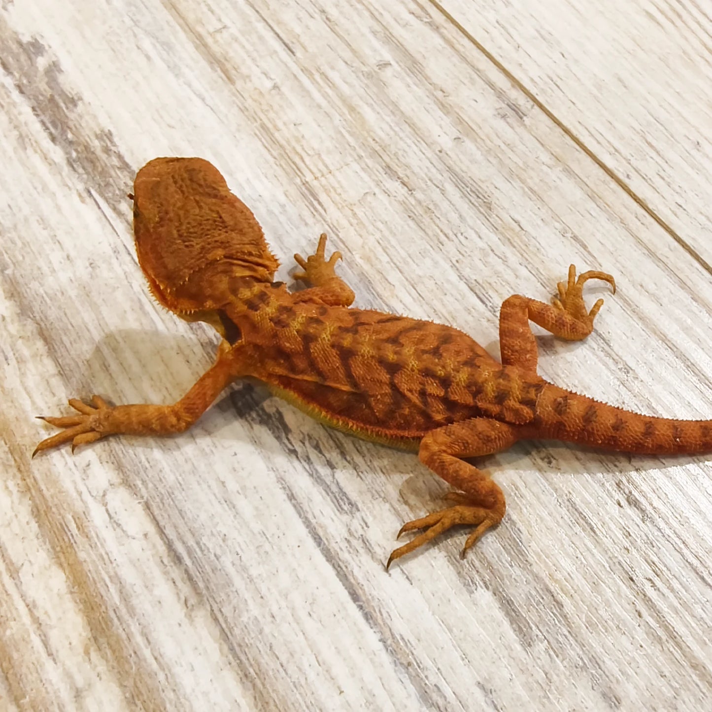 Bartagame Leatherback #7