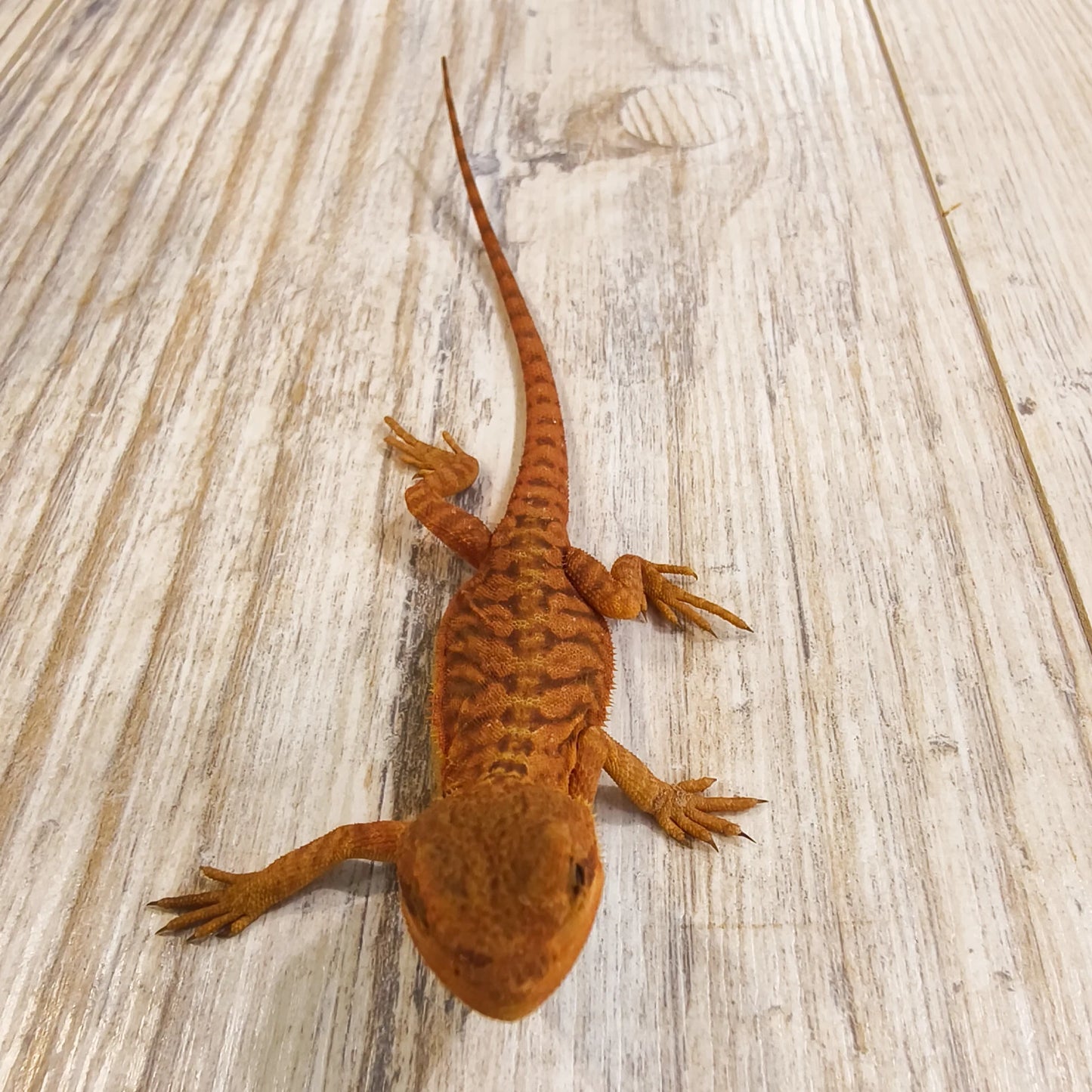 Bartagame Leatherback #7