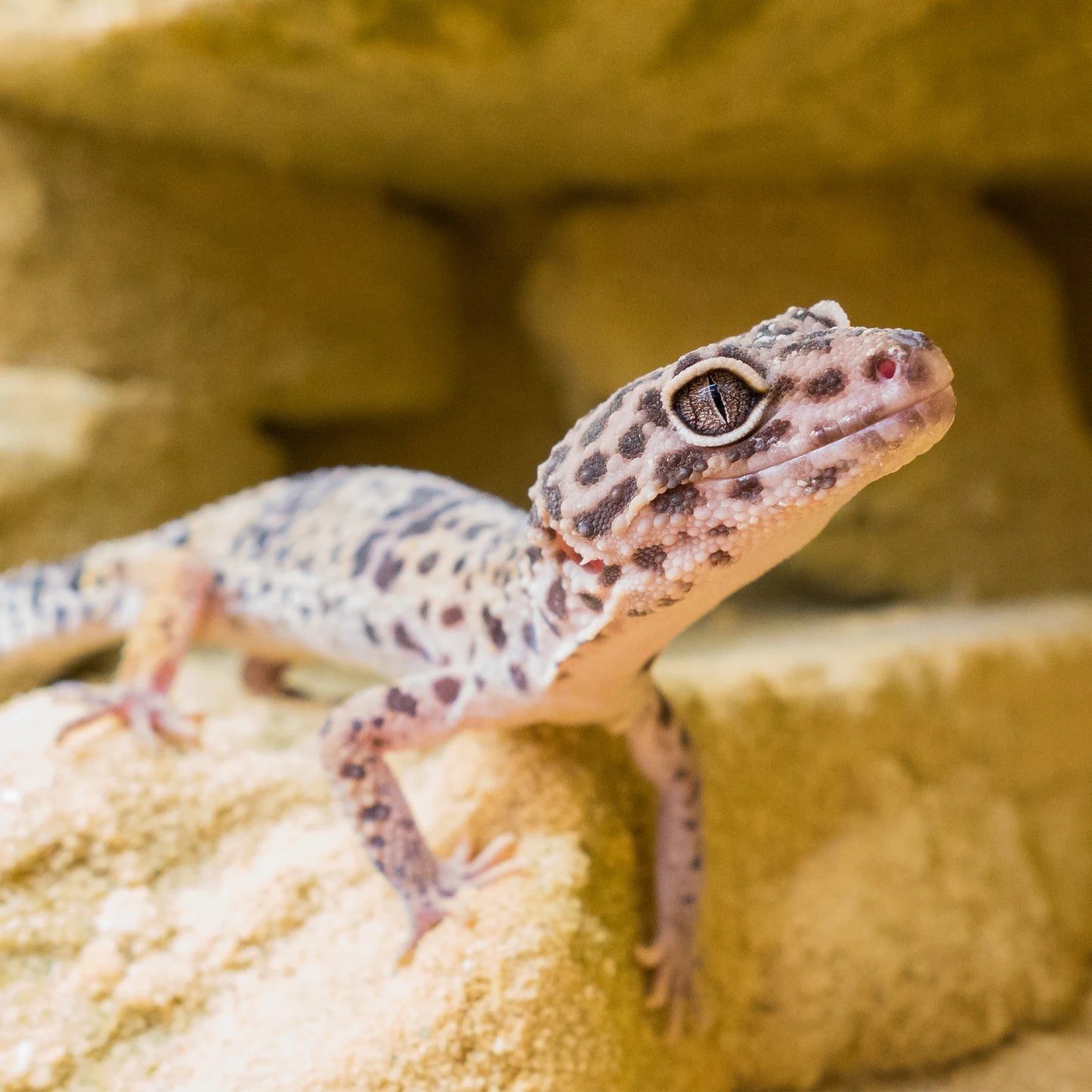 Leopardgecko