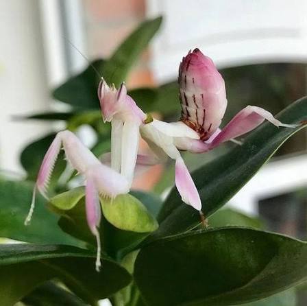 Orchideenmantis