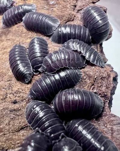 Pallas Kugelassel