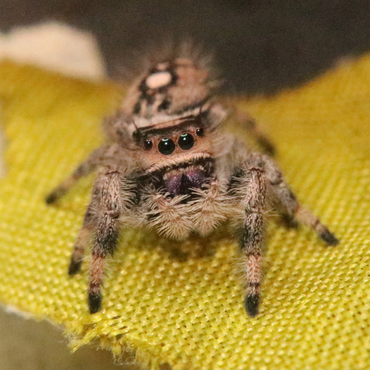 Königs-Springspinne "Apalachicola"