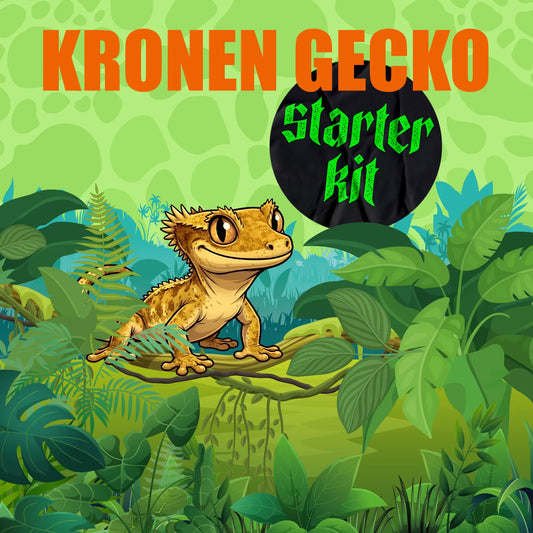 StarterKit Kronengecko