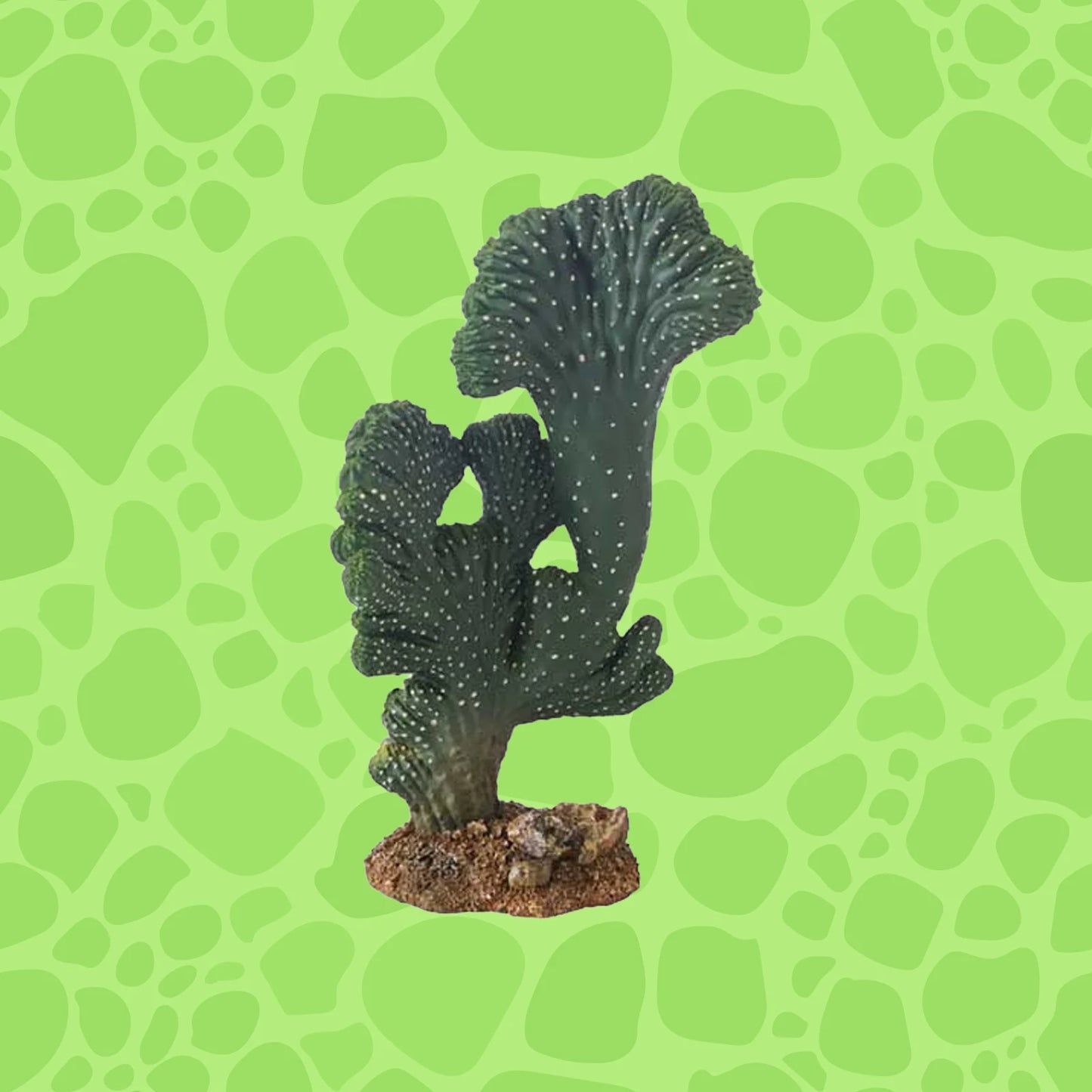 Hobby Kaktus Victoria