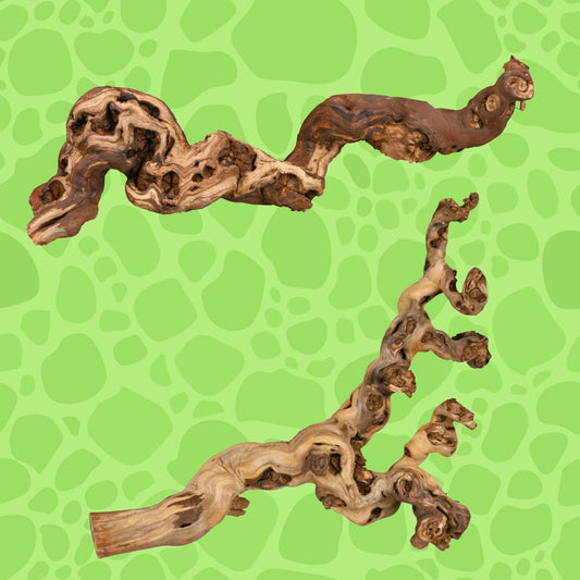 Weinrebe, wassergestraht